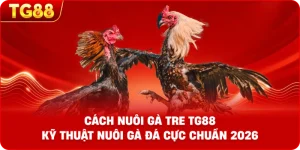 Cách nuôi Gà Tre TG88 – Kỹ thuật nuôi gà đá cực chuẩn 2026