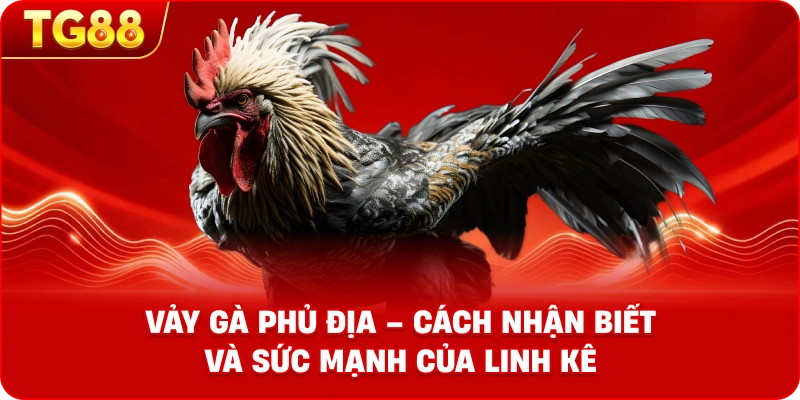 Vảy gà phủ địa – Dấu hiệu nhận biết linh kê hiếm có tại TG88